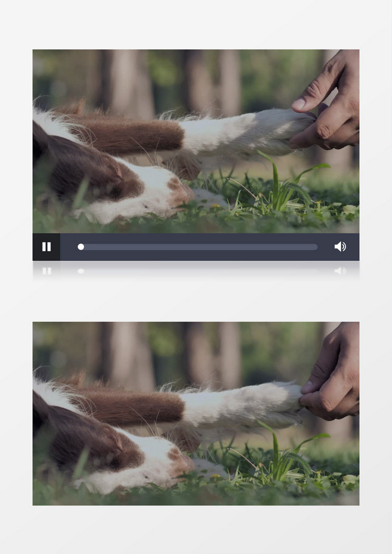 宠物主人在抚摸狗的爪子实拍视频素材