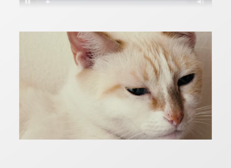  白色蓝眼睛的猫咪特写实拍视频素材