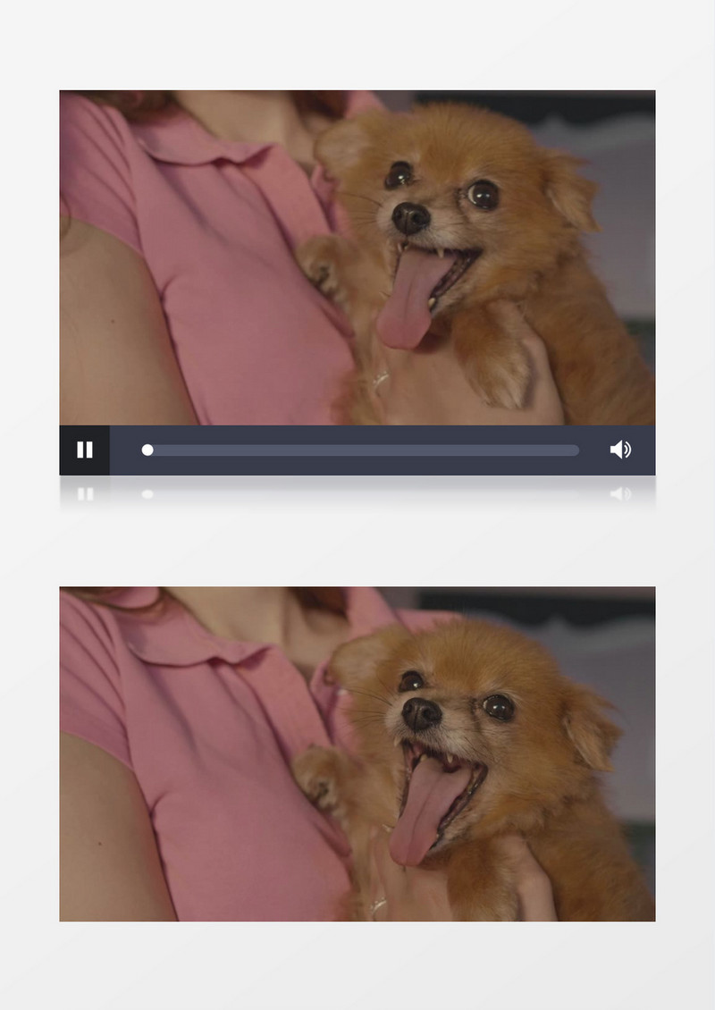 狗狗坐在主人怀里很开心的伸着舌头实拍视频素材