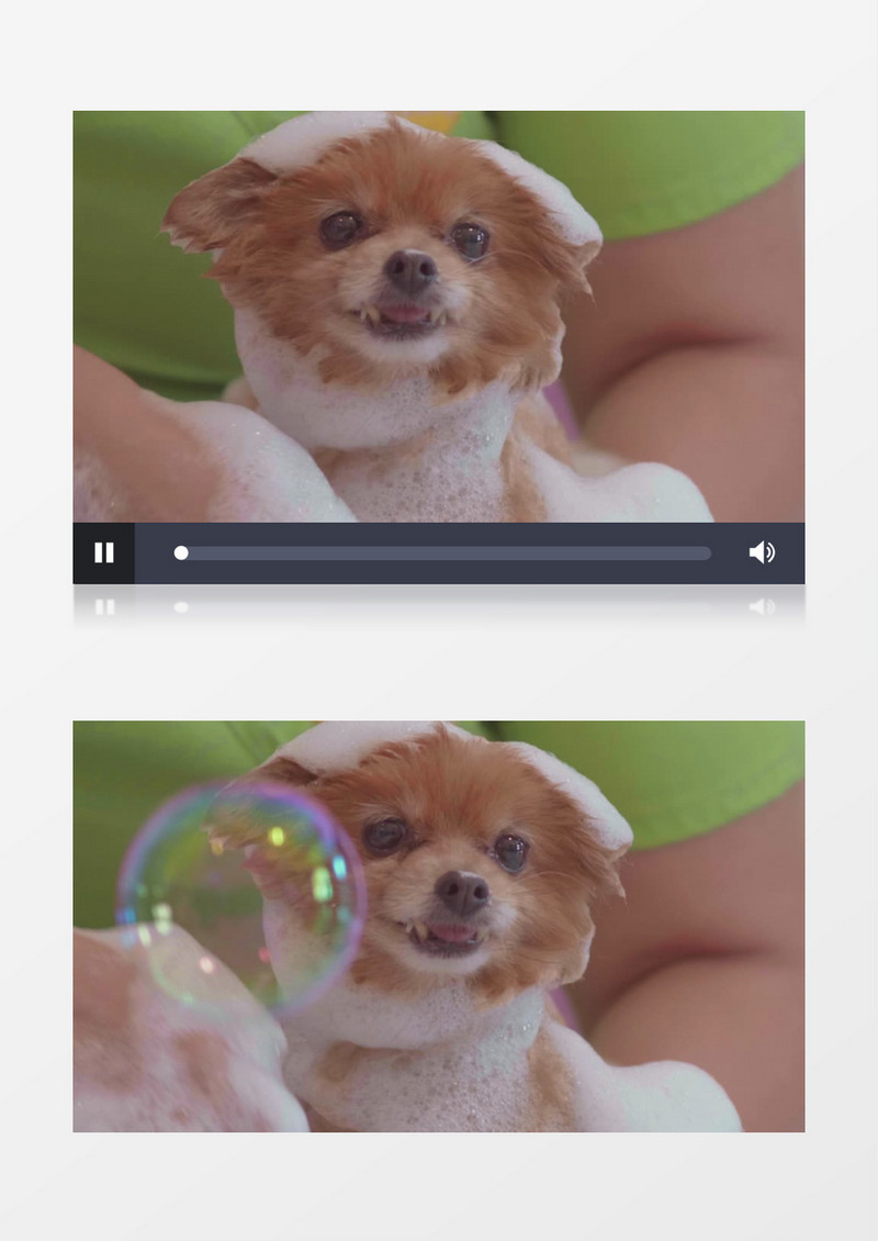 金色的宠物狗在洗澡实拍视频素材