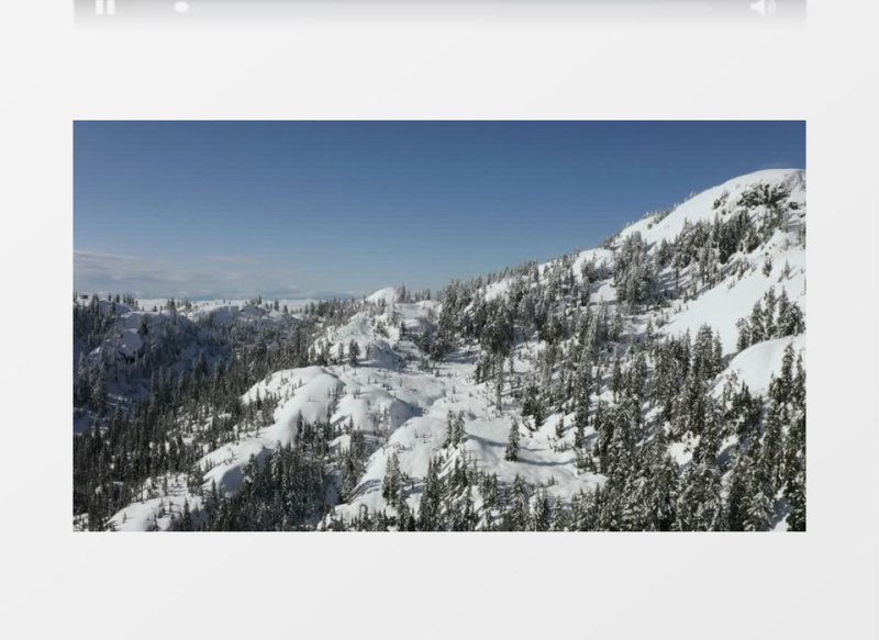 高清拍摄大晴天松树林被白雪覆盖实拍视频素材