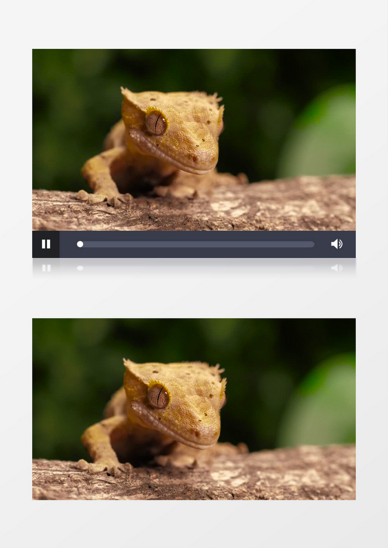 近距离拍摄黄色小蜥蜴实拍视频