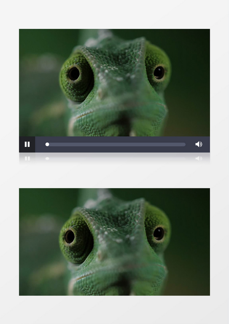 特写拍摄绿色变色龙实拍视频