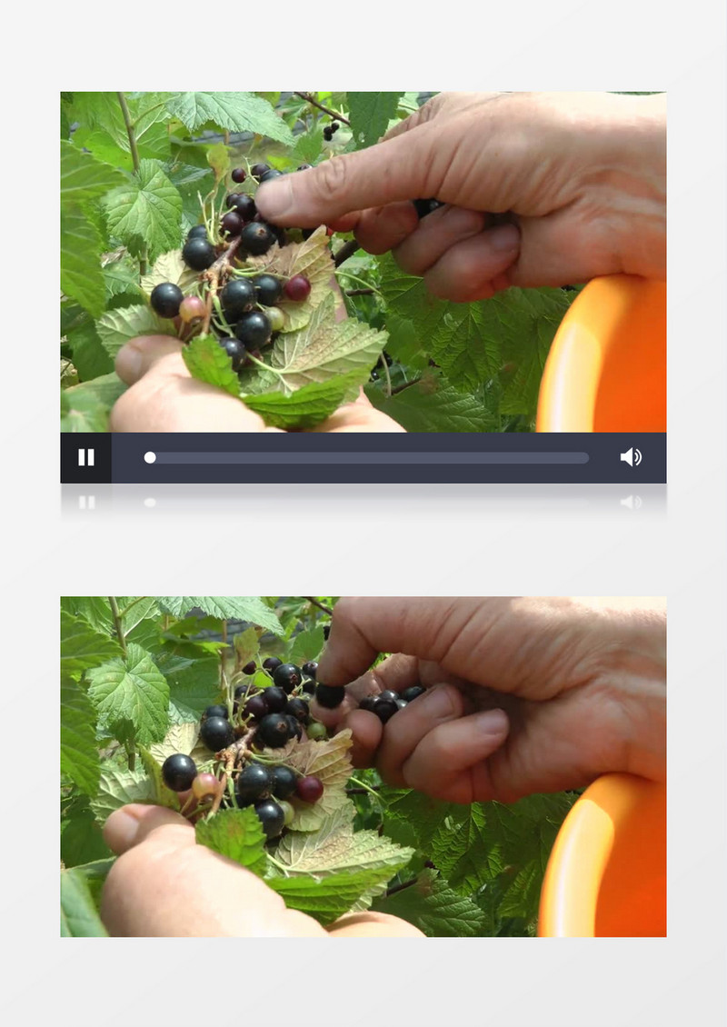 用手摘已经熟透的果实实拍视频素材