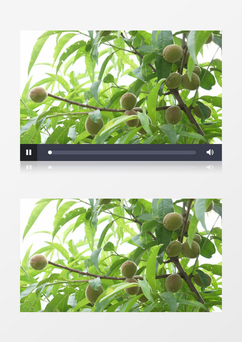 在树上还没熟的桃子实拍视频素材