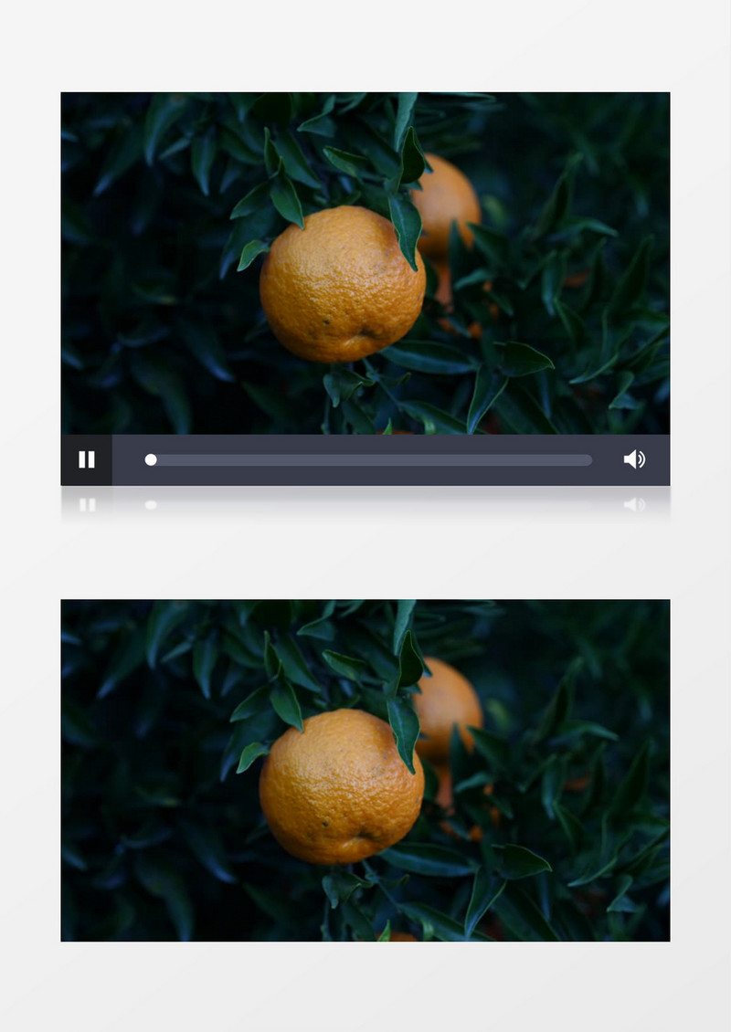 在树上结了两个橘子实拍视频素材