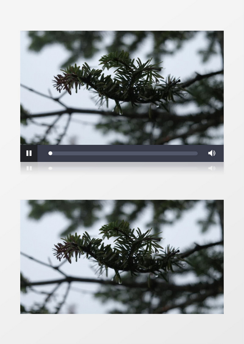 高清拍摄雨后的松柏实拍视频素材