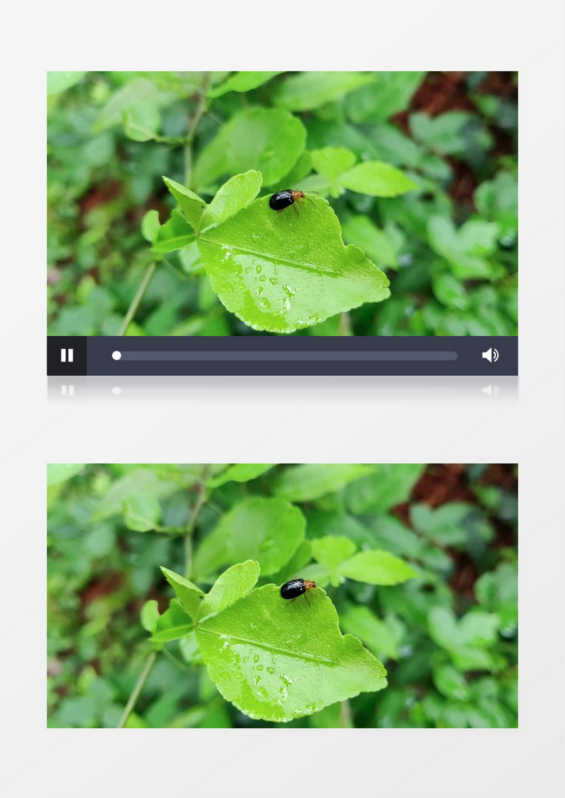 近景雨后绿叶上的昆虫实拍视频素材