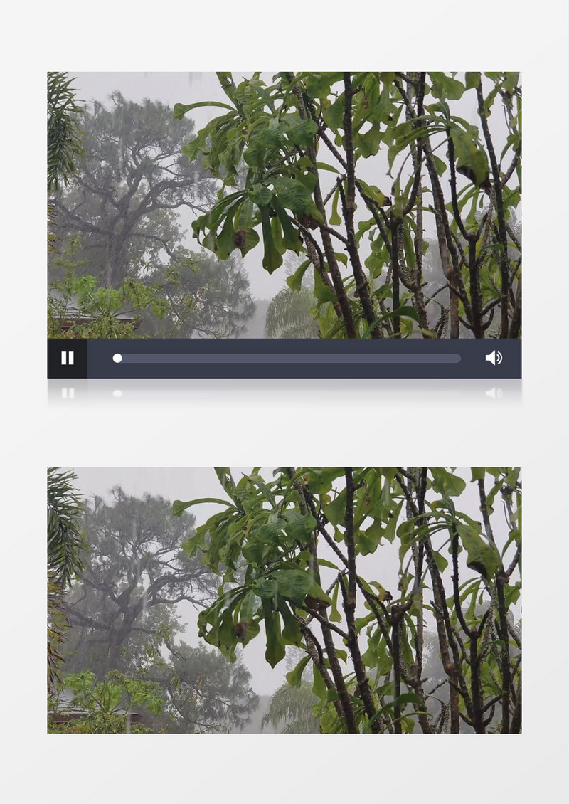 暴风雨下的树林实拍视频素材