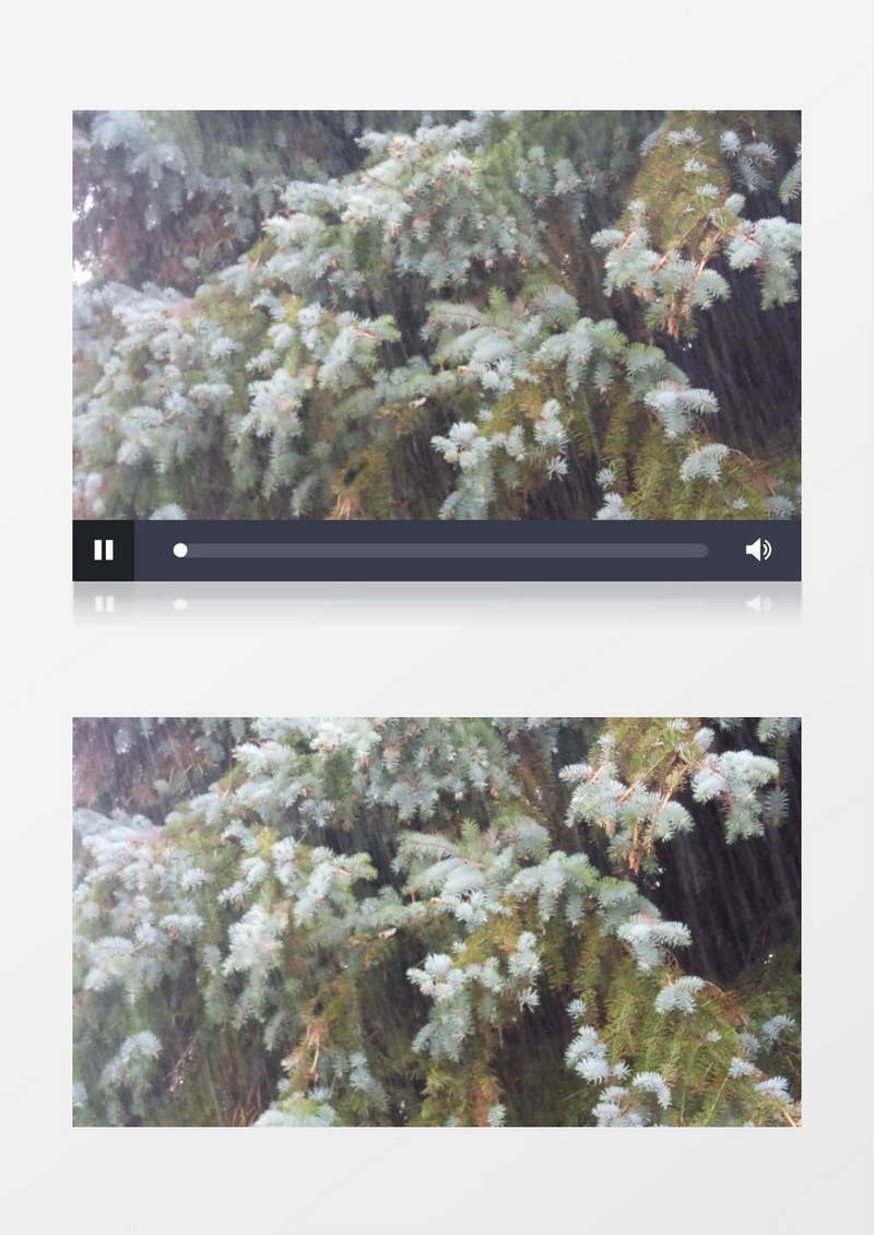 暴风雨下的树实拍视频素材