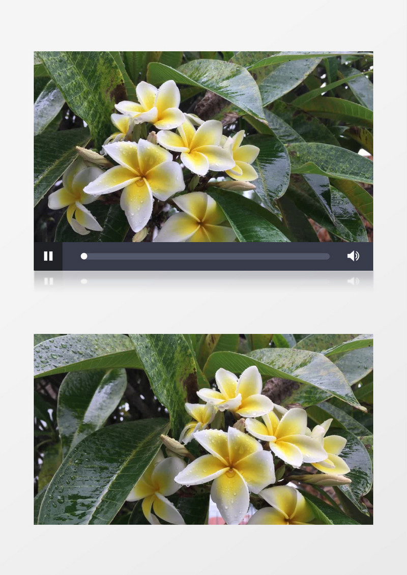 雨水打在黄色的百合花上实拍视频素材