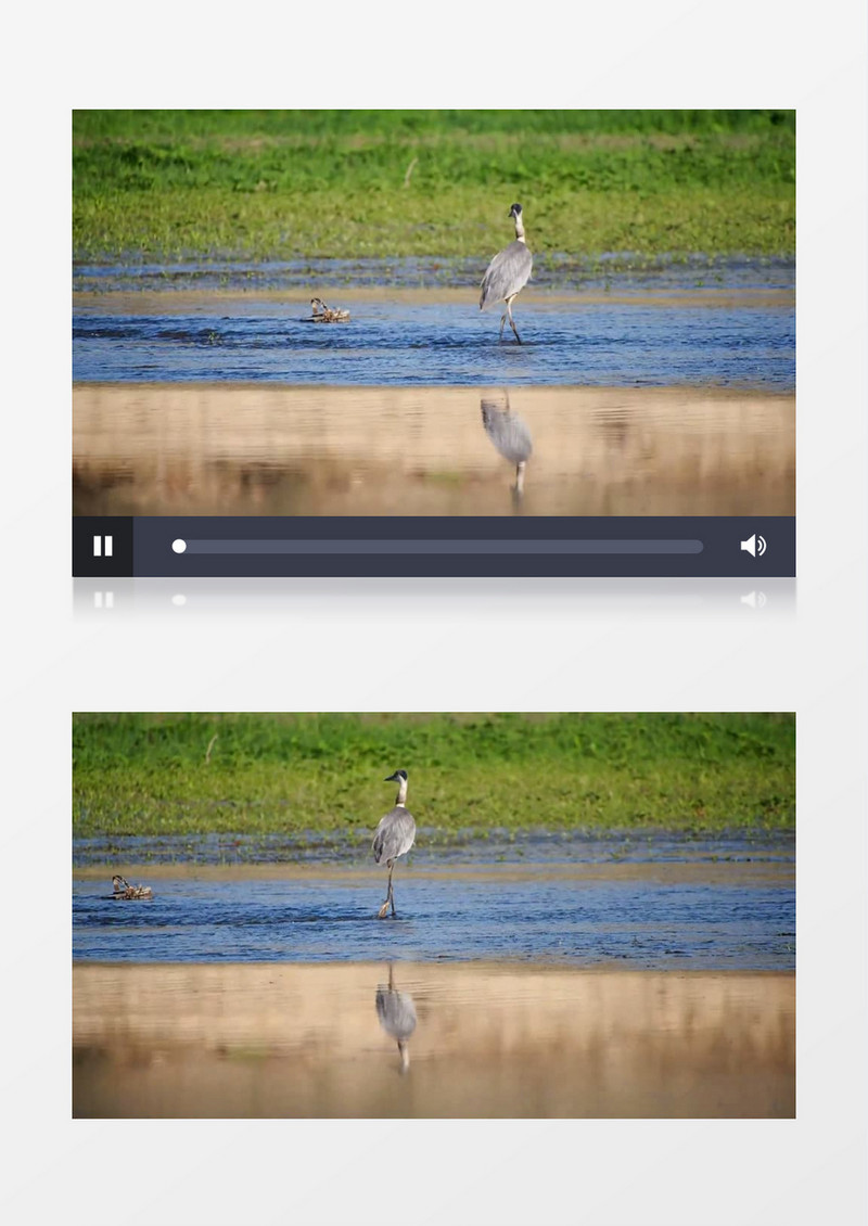 丹顶鹤漫步在湖水实拍视频素材