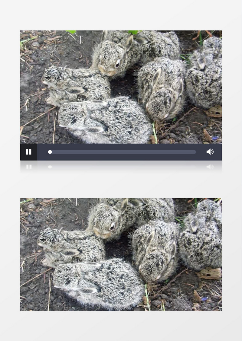 蹲在草地上的小野兔实拍视频素材