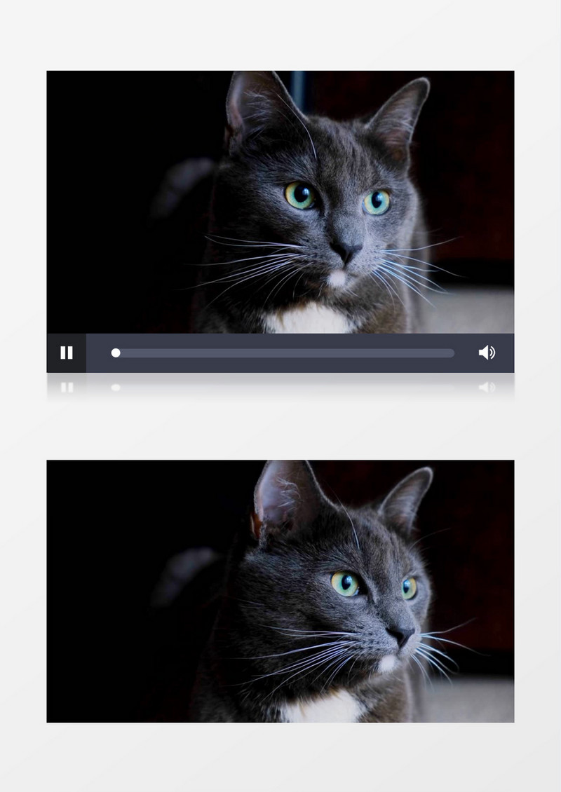 黑色猫咪的大眼睛实拍视频素材