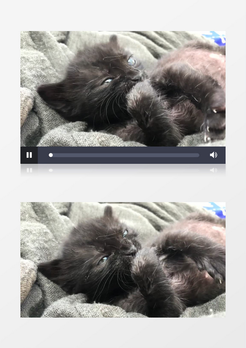 刚刚满月的小奶猫实拍视频素材