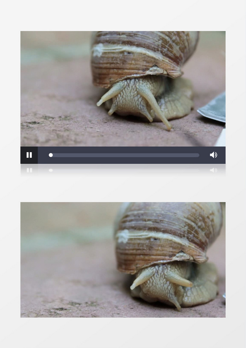 小蜗牛缩起触角实拍视频素材