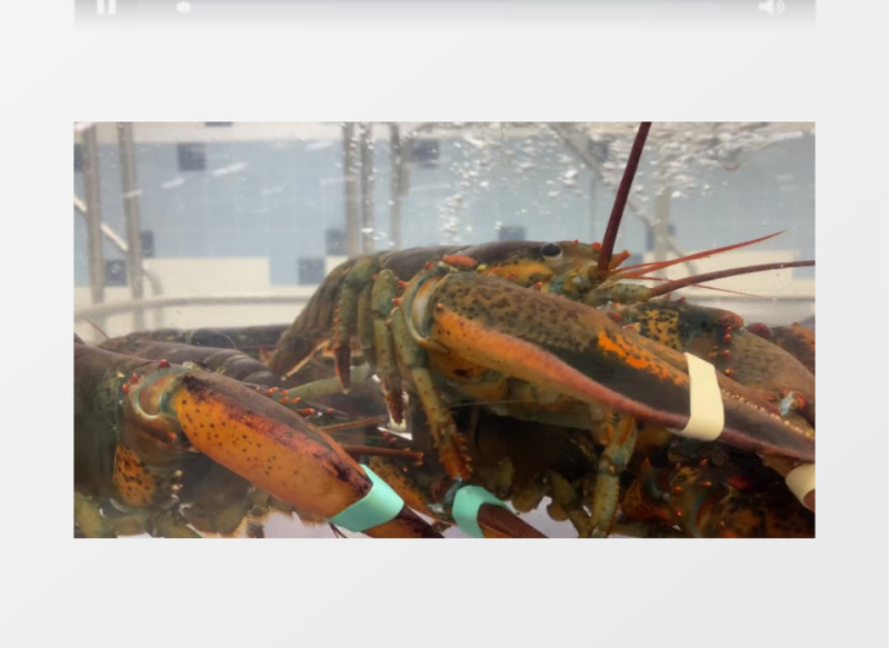 在水缸里的龙虾实拍视频素材