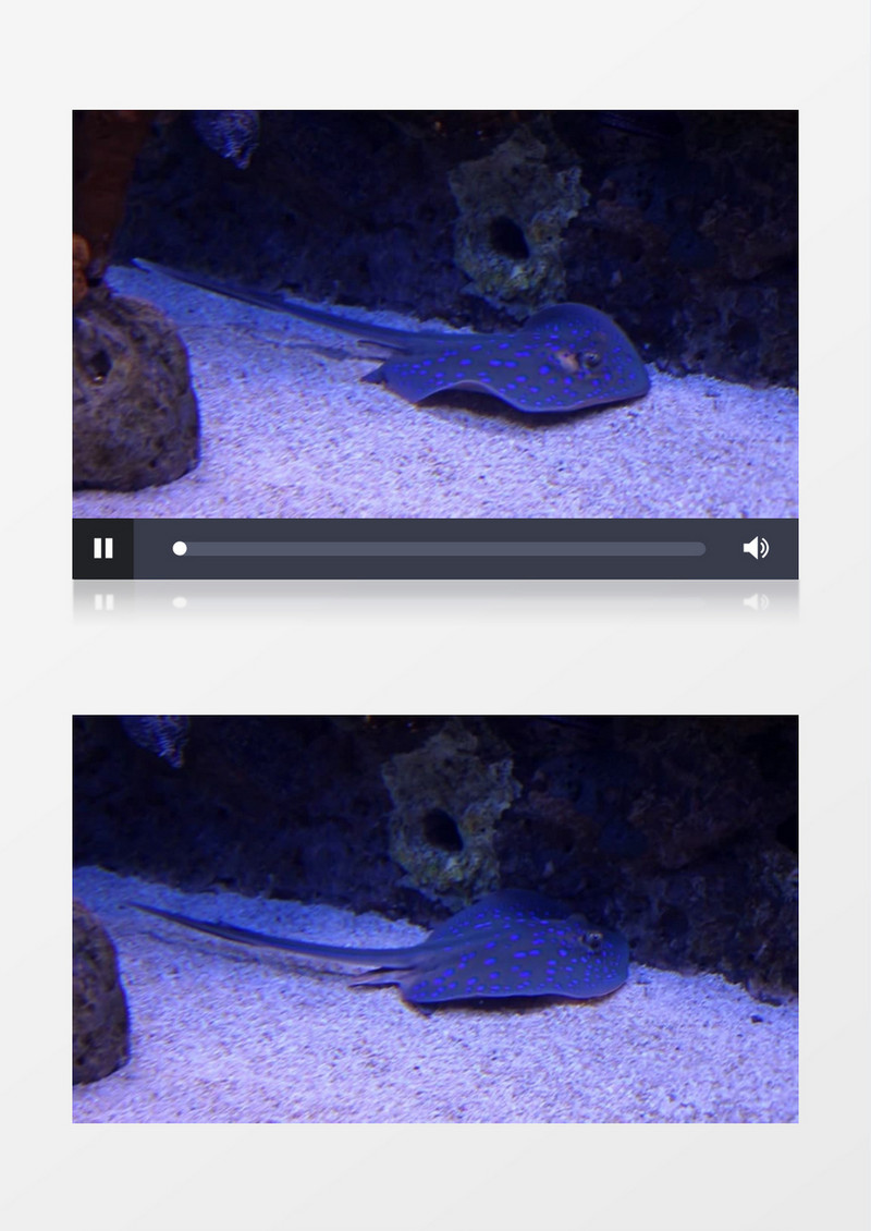 鮸鱼潜伏在海洋深处实拍视频素材