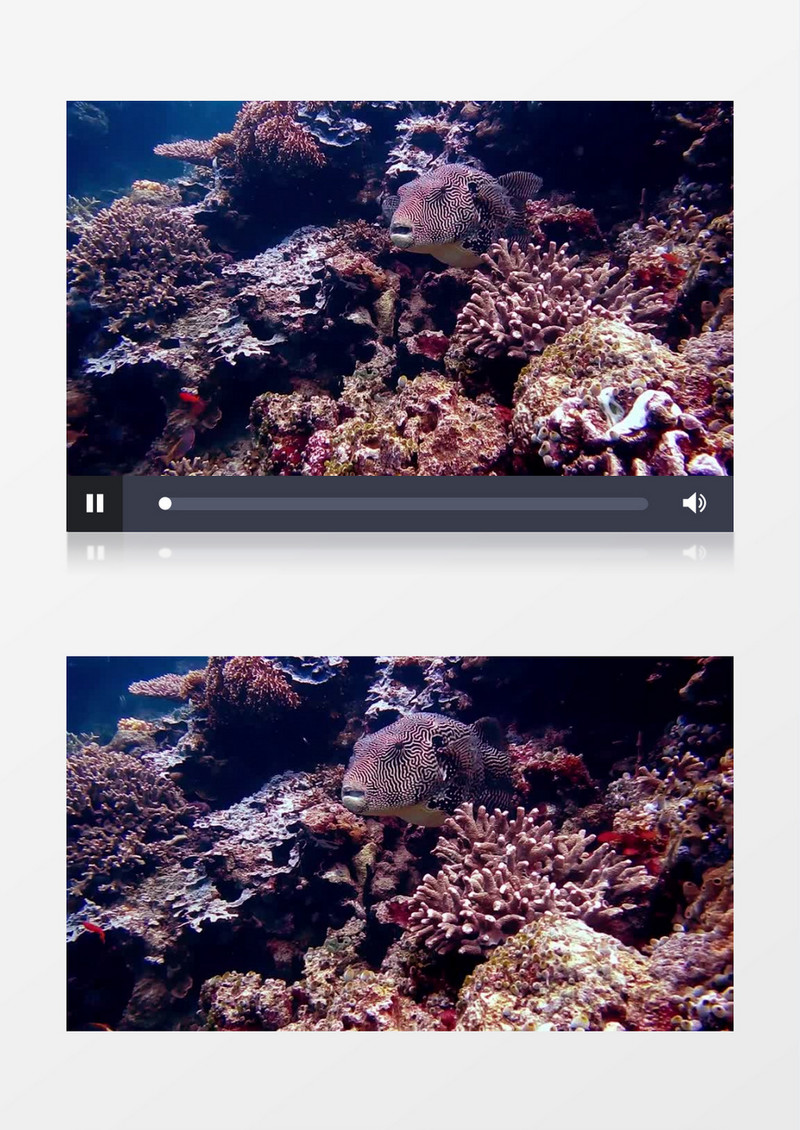 海底珊瑚群实拍视频素材