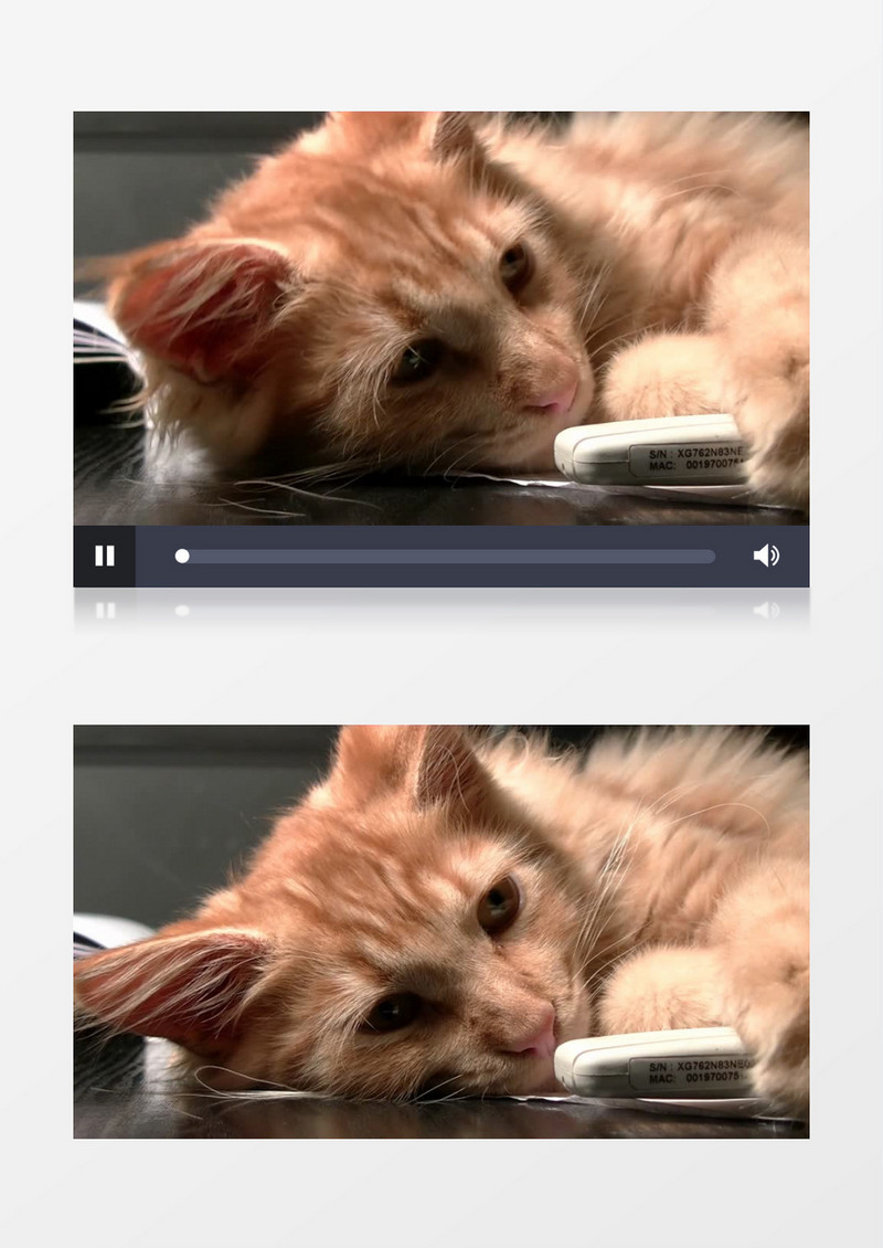 可爱的小黄猫实拍视频素材