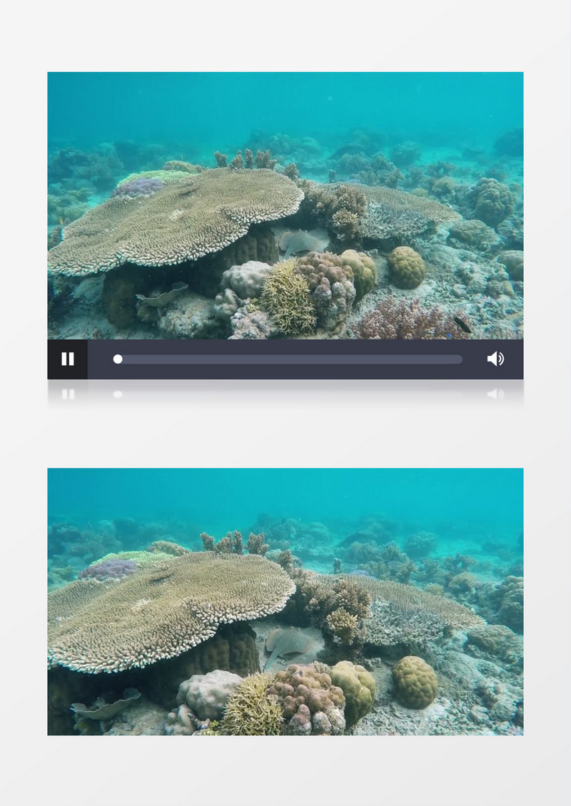 高清拍摄海底生物实拍视频素材