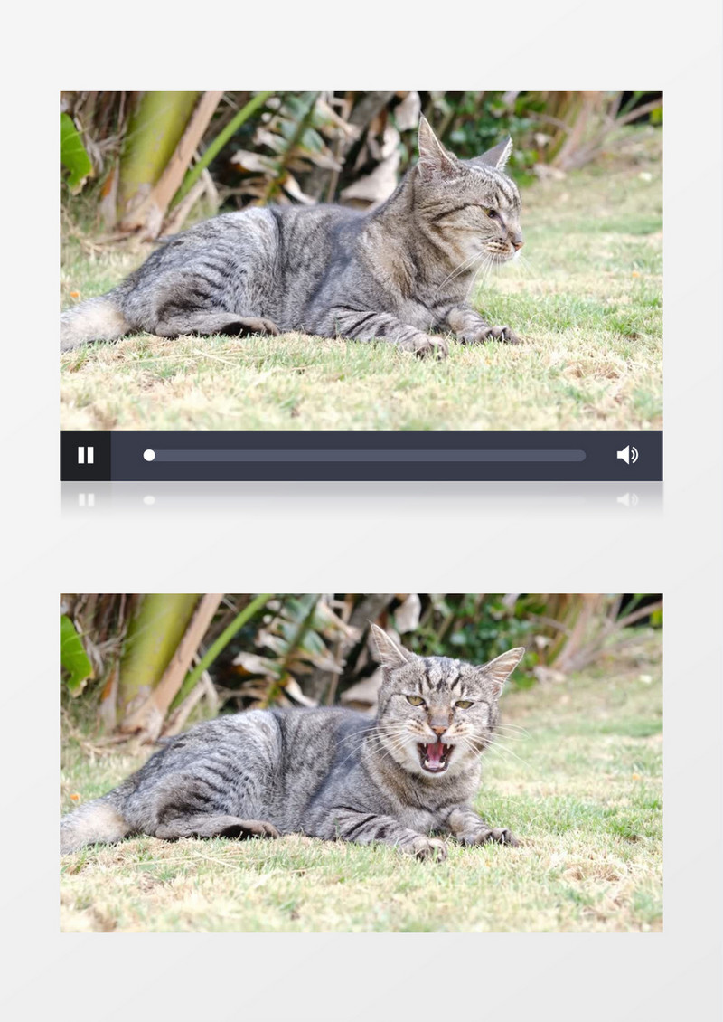 黑色的猫咪趴在草地上实拍视频素材