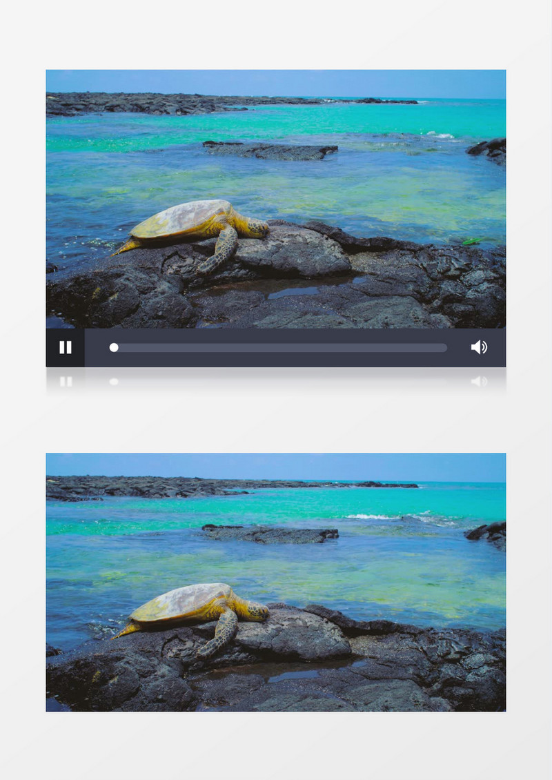 海龟在海边的礁石上实拍视频素材