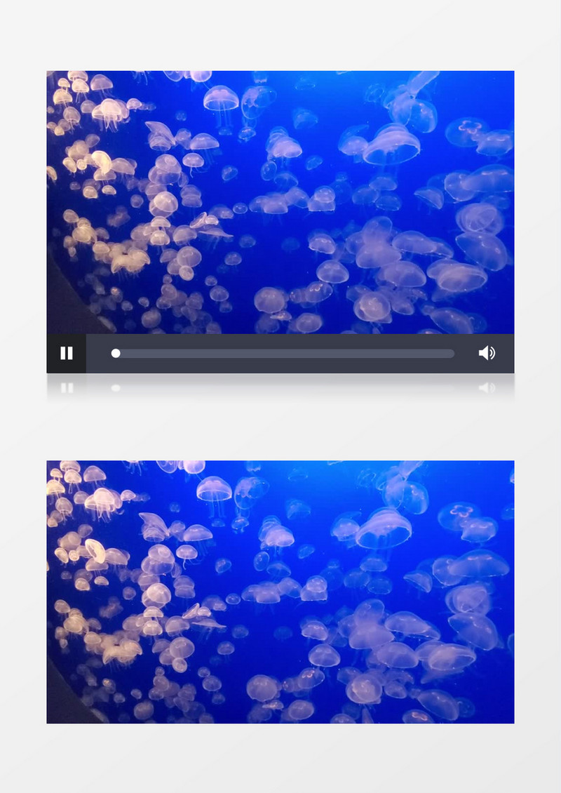 高清拍摄水底的水母群实拍视频素材