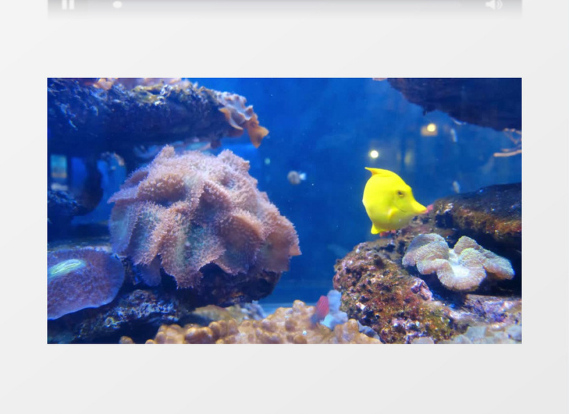 小黄鱼在亲吻海底礁石实拍视频素材