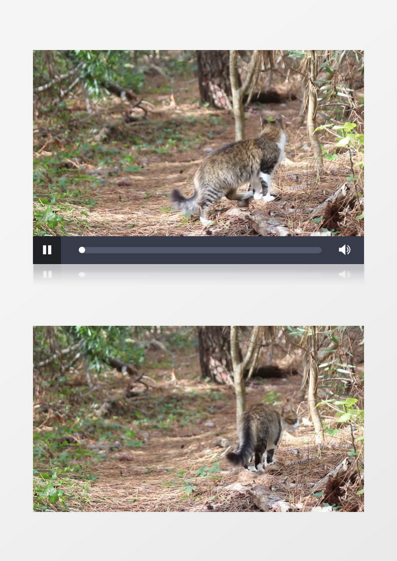 小花猫在草地上玩耍实拍视频素材