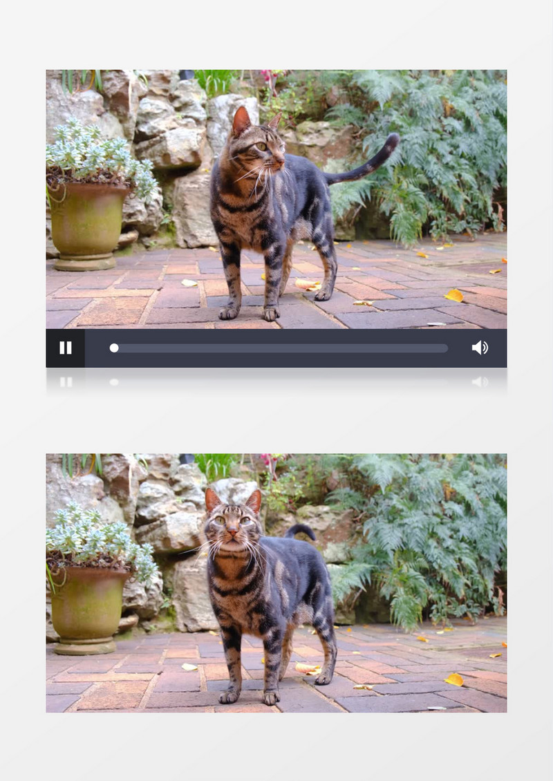 小花猫在园中闲逛实拍视频素材