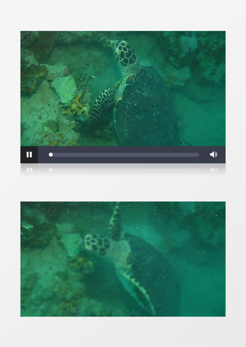 乌龟子在礁石上游动实拍视频素材
