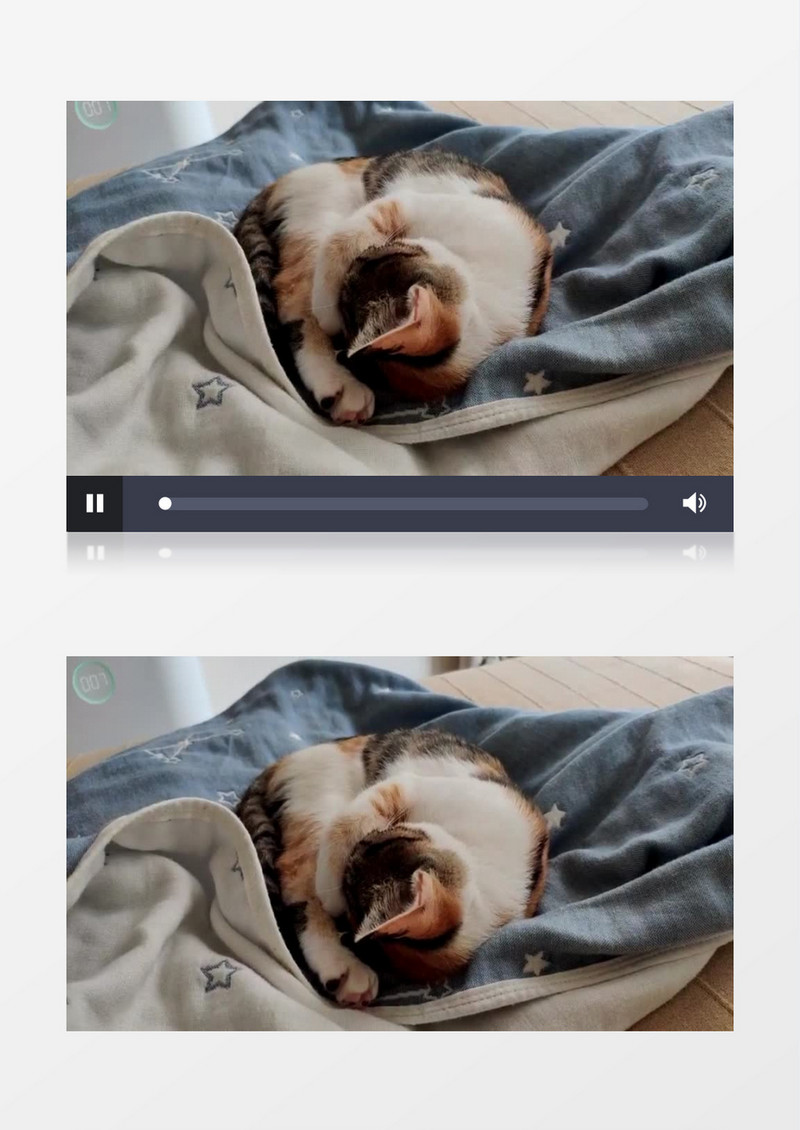 睡在沙发上的小猫咪实拍视频素材