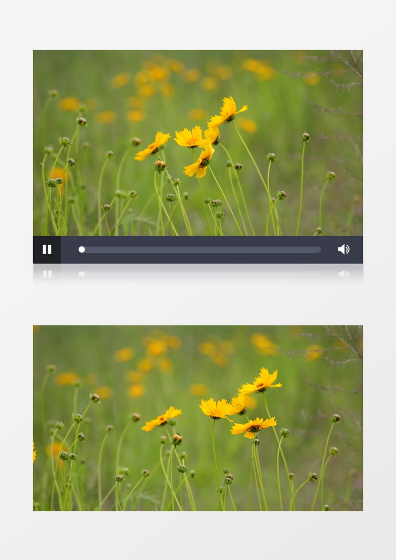 阳光下随风摇摆的黄色花朵实拍视频素材