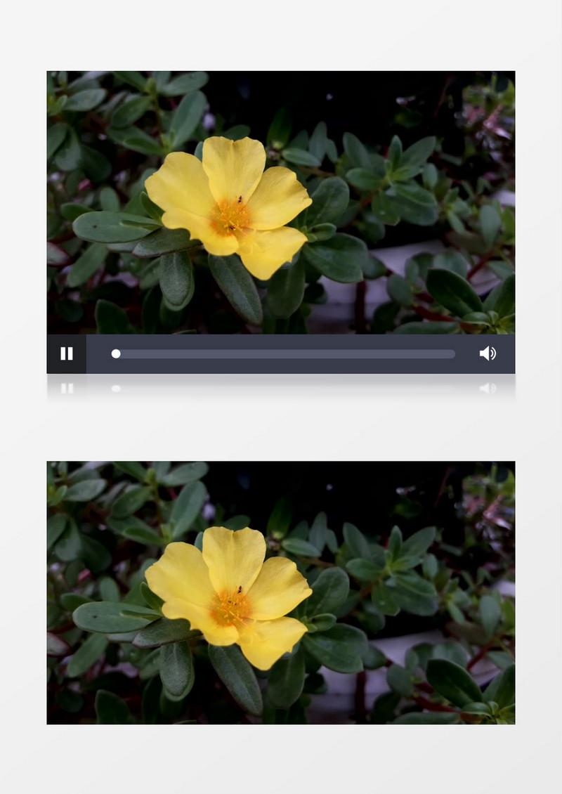 小昆虫在黄色的花朵上穿梭实拍视频素材