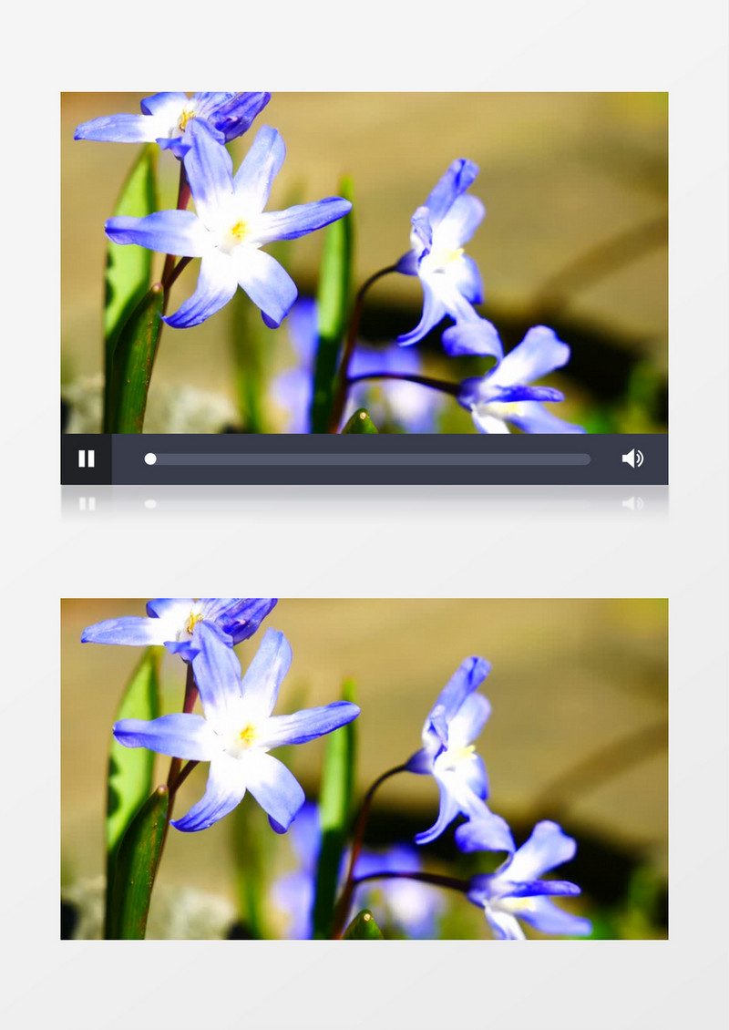随风摇摆的蓝色木槿花实拍视频素材