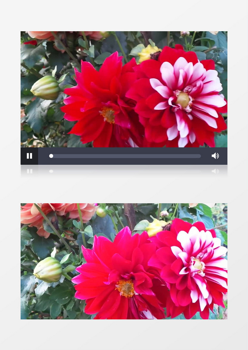 盛开在阳光下的红色菊花实拍视频素材