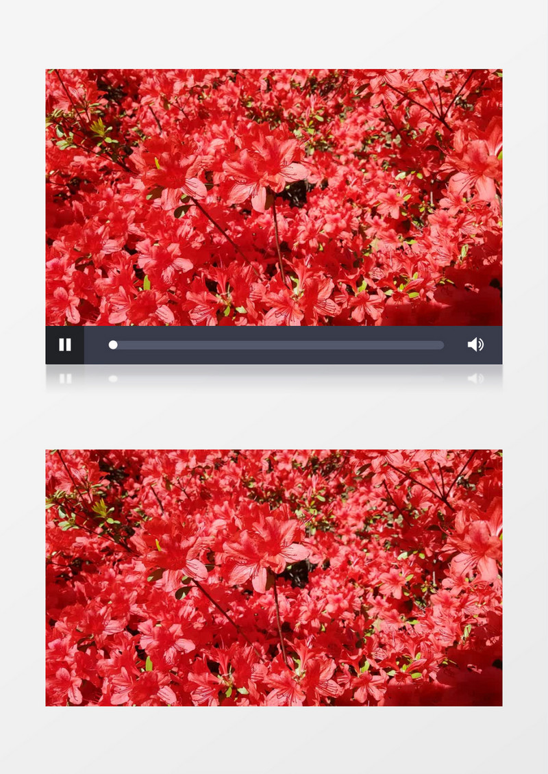 路边盛开红色花朵实拍视频素材