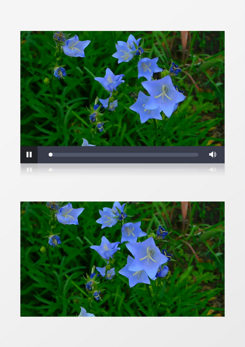 蜜蜂在蓝色的花朵上采蜜实拍视频素材