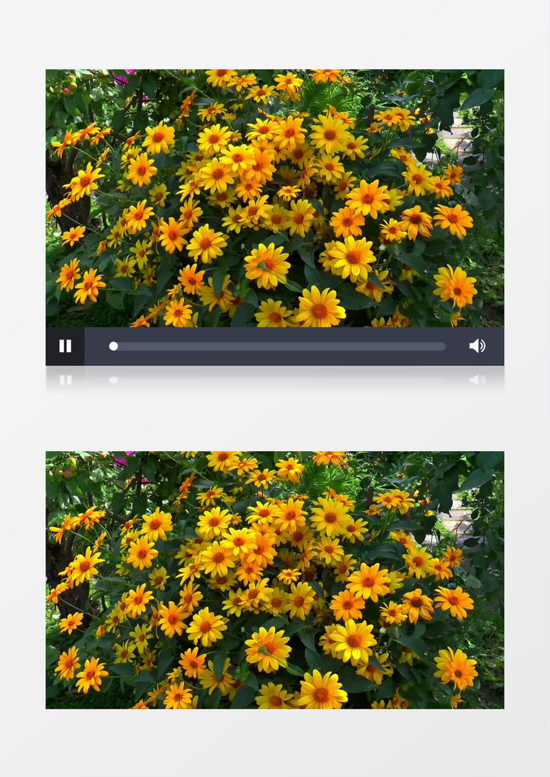 花丛中盛开的黄色花朵实拍视频素材