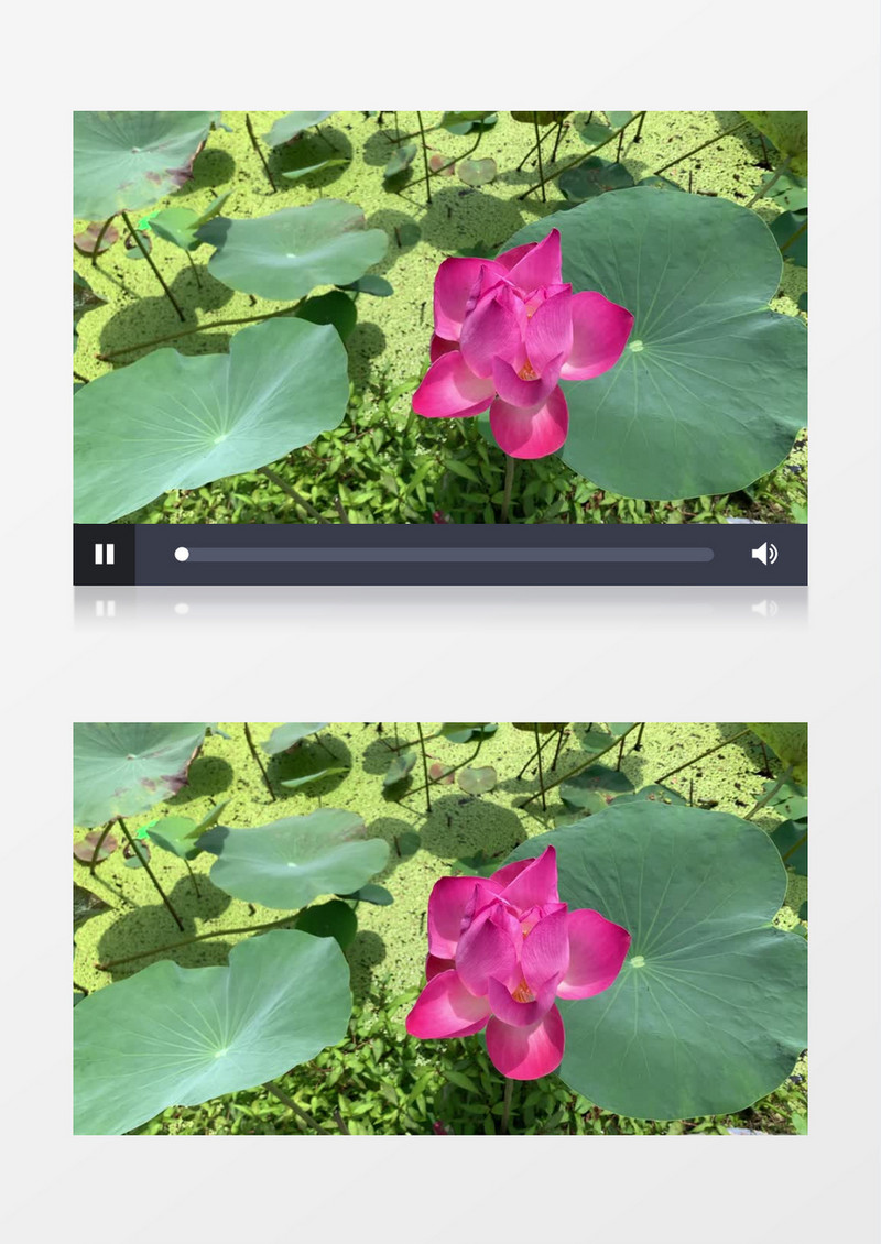 阳光下的荷花实拍视频素材