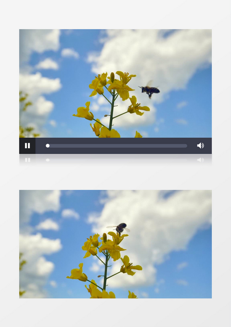 小蜜蜂在蓝天下飞舞实拍视频素材
