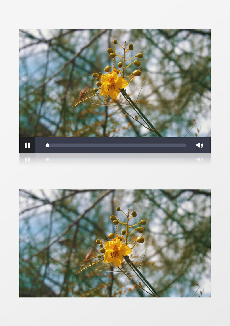 黄色的花朵在不断晃动实拍视频素材