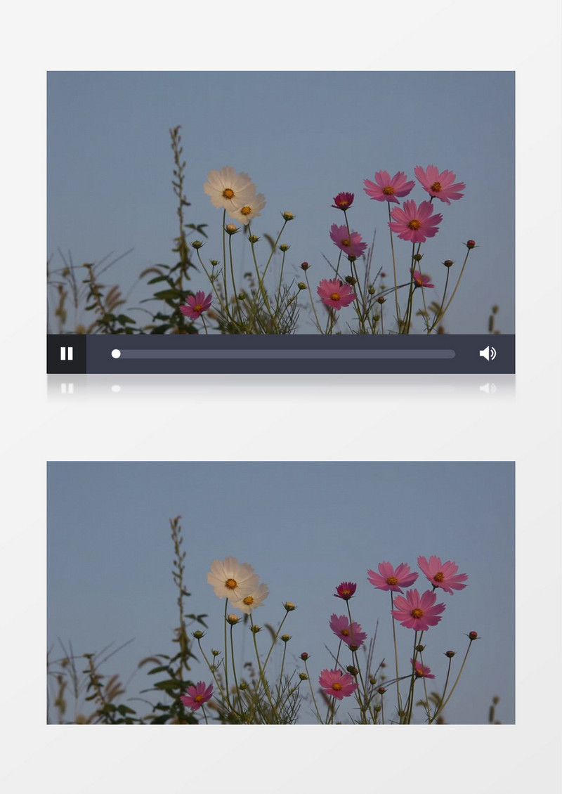 黄昏下随风飘动的花朵实拍视频素材