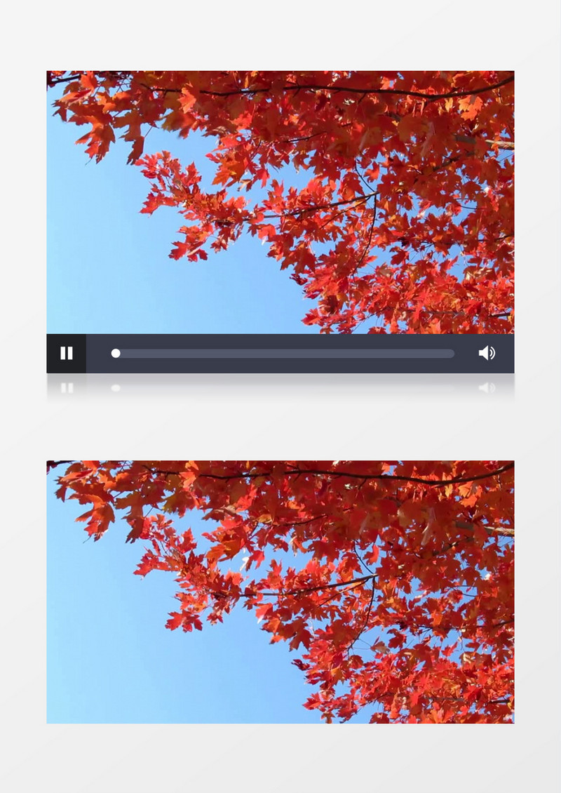 红枫叶在随风舞动实拍视频素材
