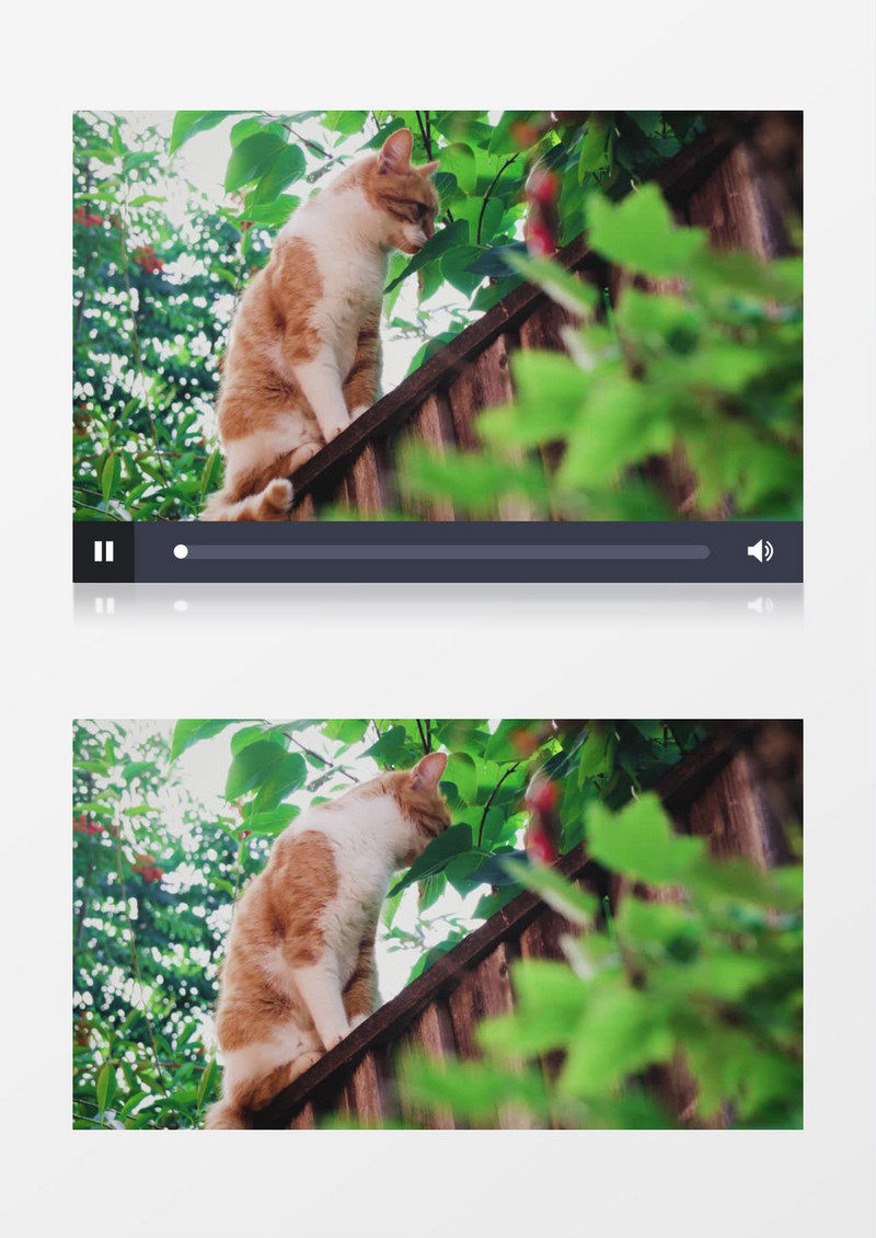 白棕相间的猫在舔树叶实拍视频素材