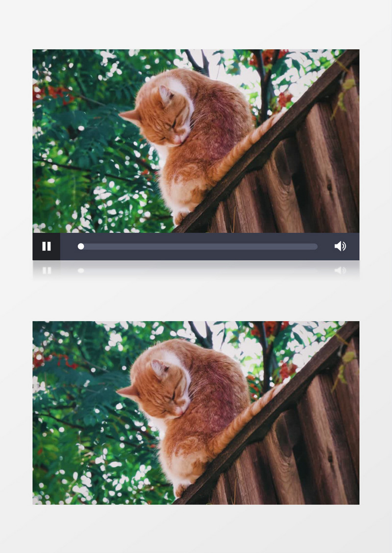 棕色的猫在高台上休息实拍视频素材