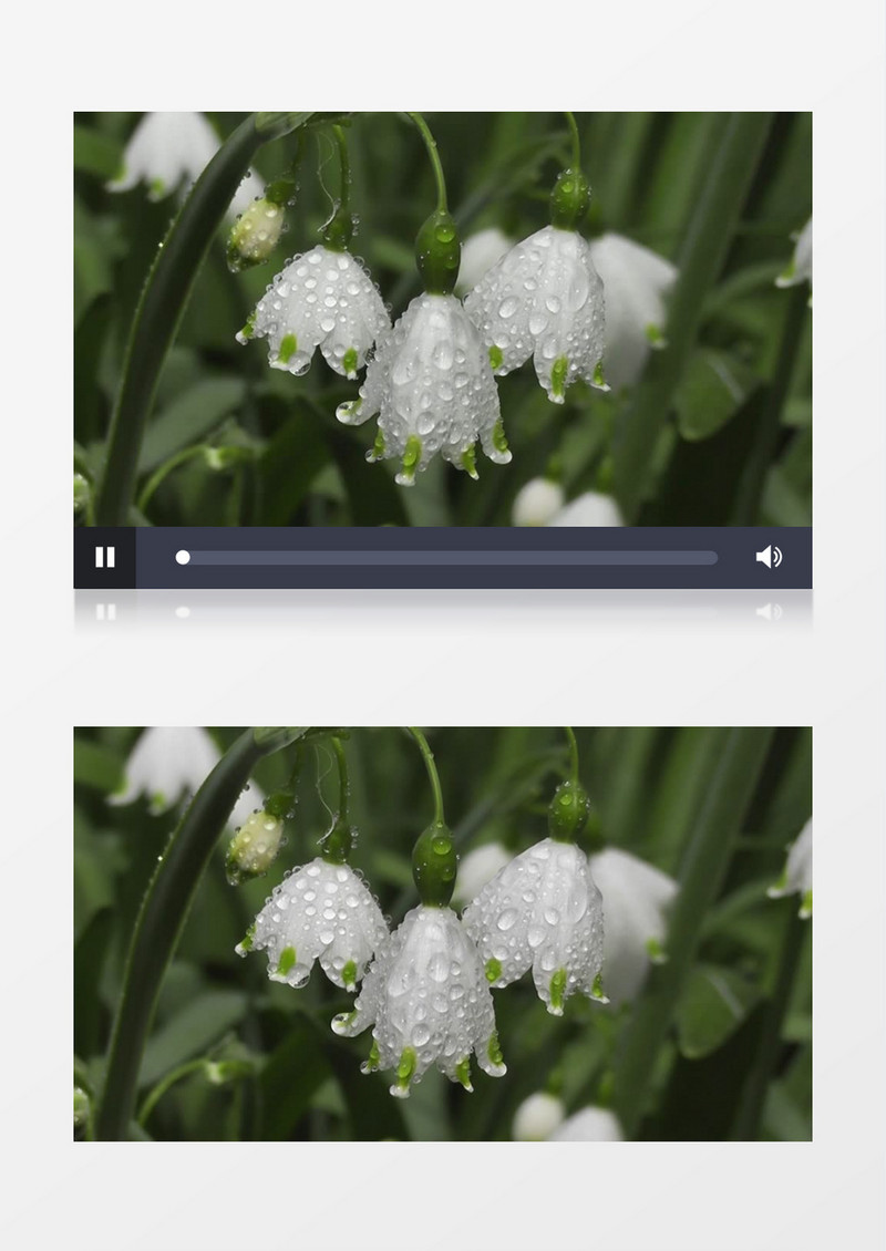 白色的铃兰在雨后布满水滴实拍视频素材