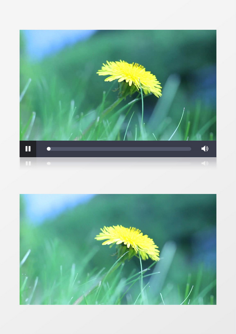 在野外被大风吹动的黄色花朵实拍视频素材