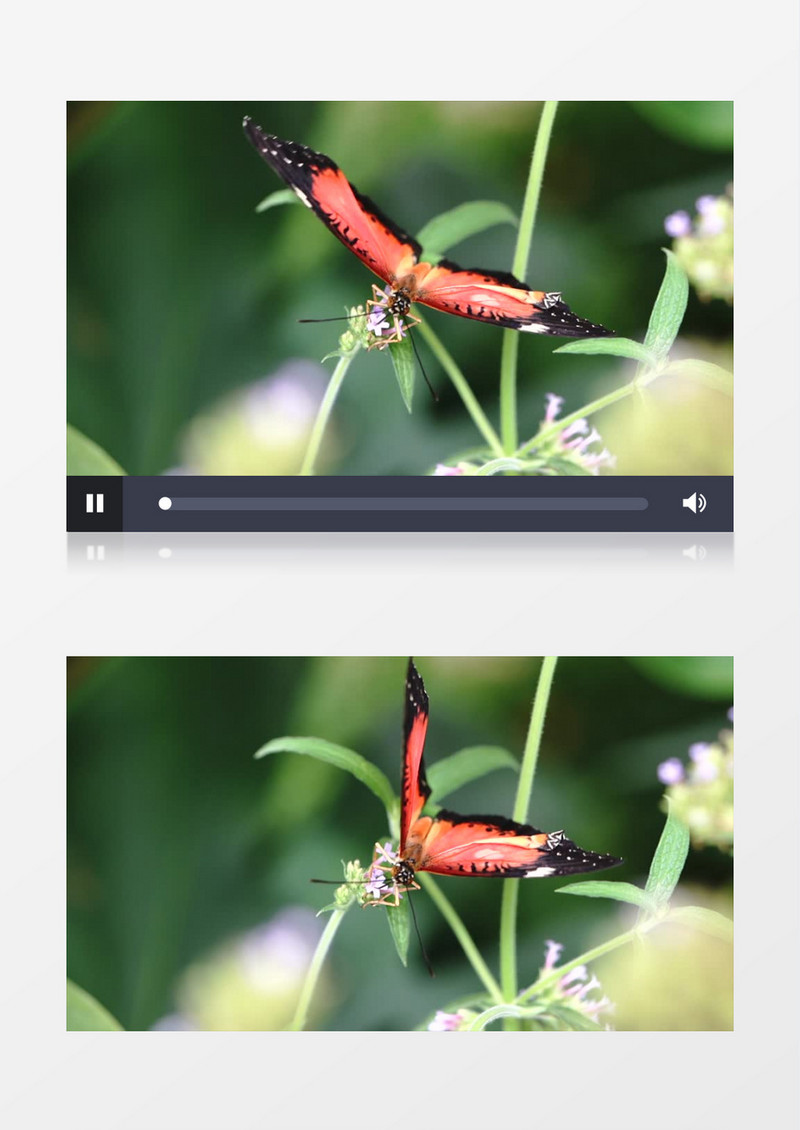 美丽的蝴蝶在小花簇上舞动翅膀实拍视频素材